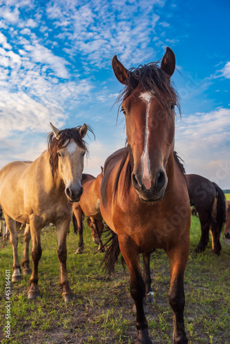 Fototapeta Naklejka Na Ścianę i Meble -  A herd of horses grazes in the pasture in the afternoon.