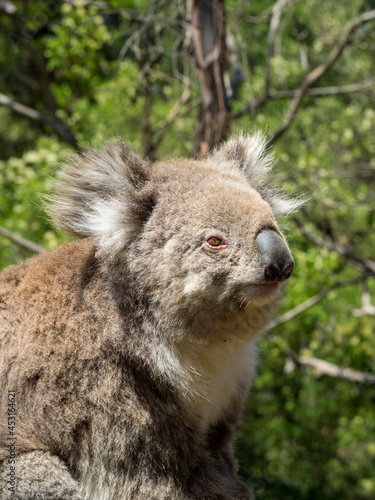 Koala head close-up, with open eyes