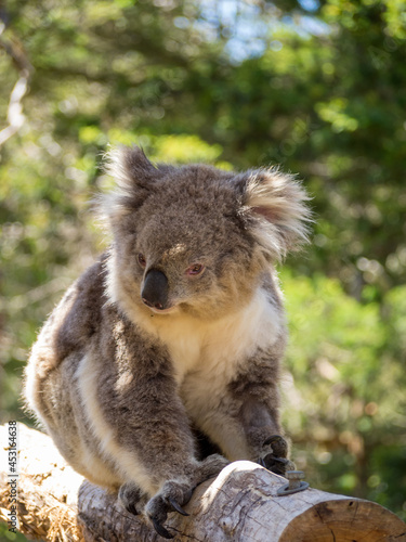 Fototapeta Naklejka Na Ścianę i Meble -  Koala in Philip Island Reserve