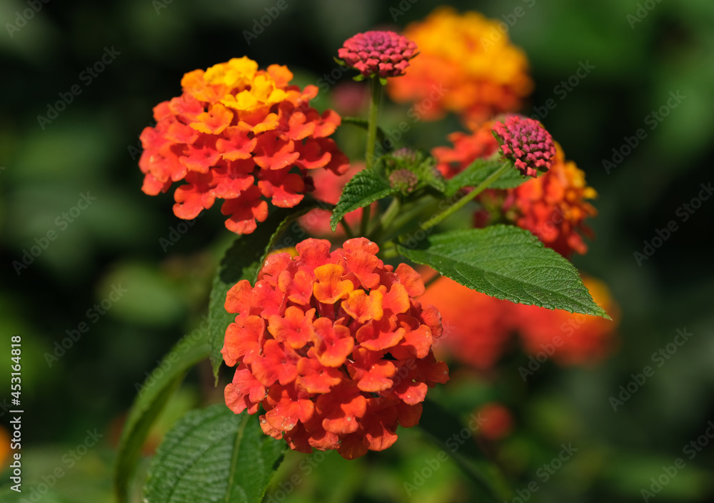 lantana camara w ogrodzie lantana camara w ogrodzie