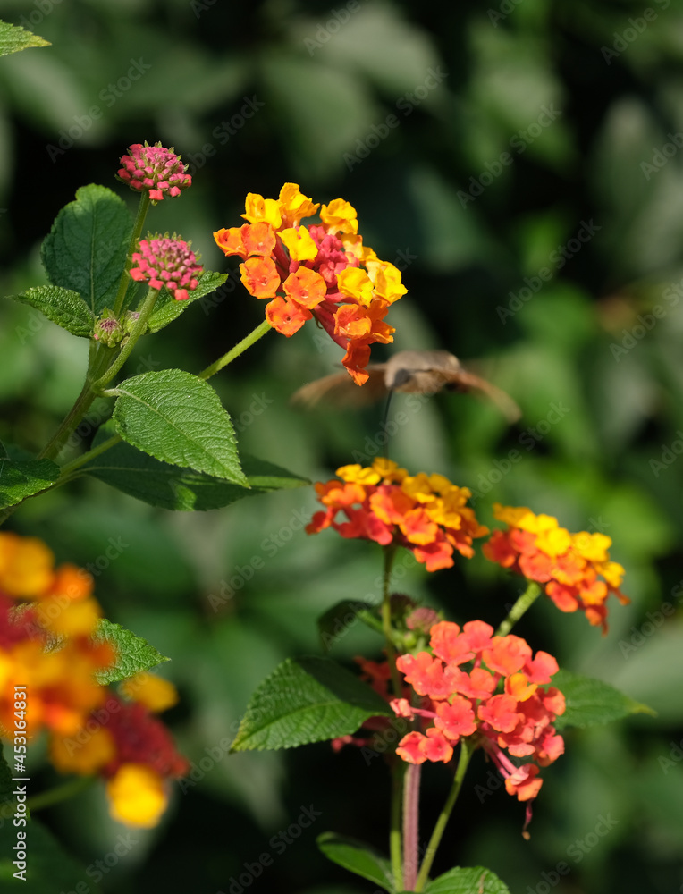 Fruczak gołąbek, lantana camara 2 Fruczak gołąbek, lantana camara 2