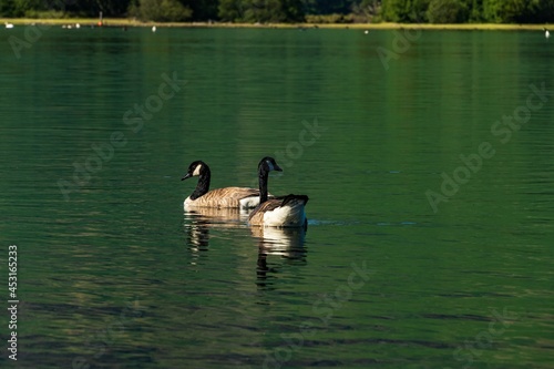 Two ducks on Derwentwater in the English lake district photo