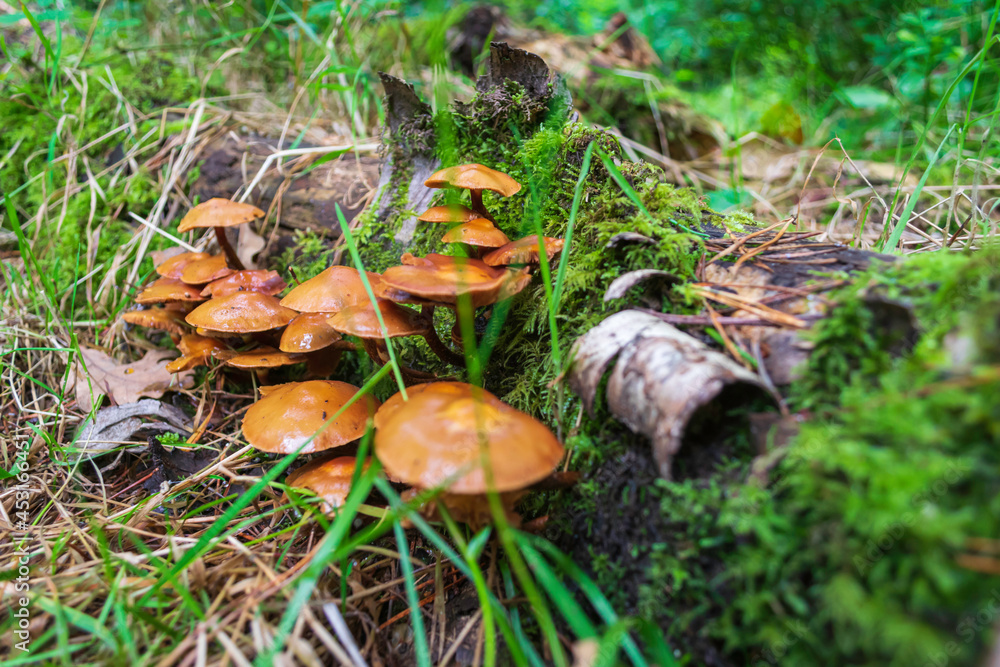 orange cap boletus orange cap boletus