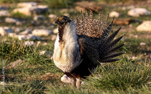 Closeup shot of a sage grouse in a park Fototapet