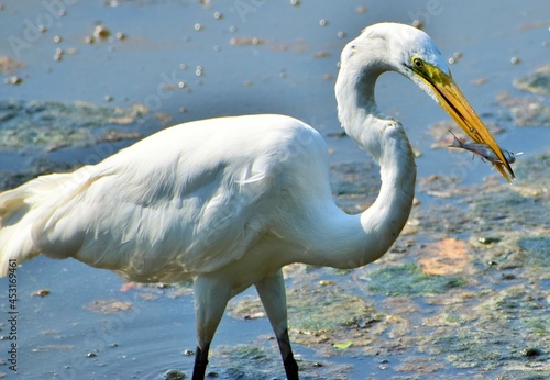 Great white Egret feeding