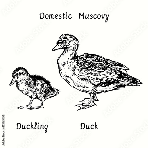 Domestic Muscovy duck (Cairina moschata) and duckling standing side view. Ink black and white doodle drawing in woodcut style illustration