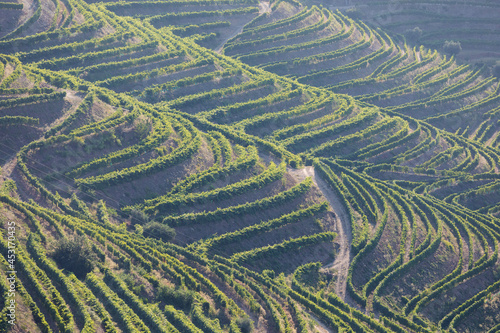 Douro Valley  Portugal. Top view of river  and the vineyards are on a hills. Summer day in terraced vineyards. Concept for travel in Portugal and most beautiful places in Portugal. Unesco