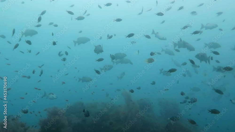 Coral reef and water plants in the Bali Island Indonesia. Coral reef and water plants in the Bali Island Indonesia.