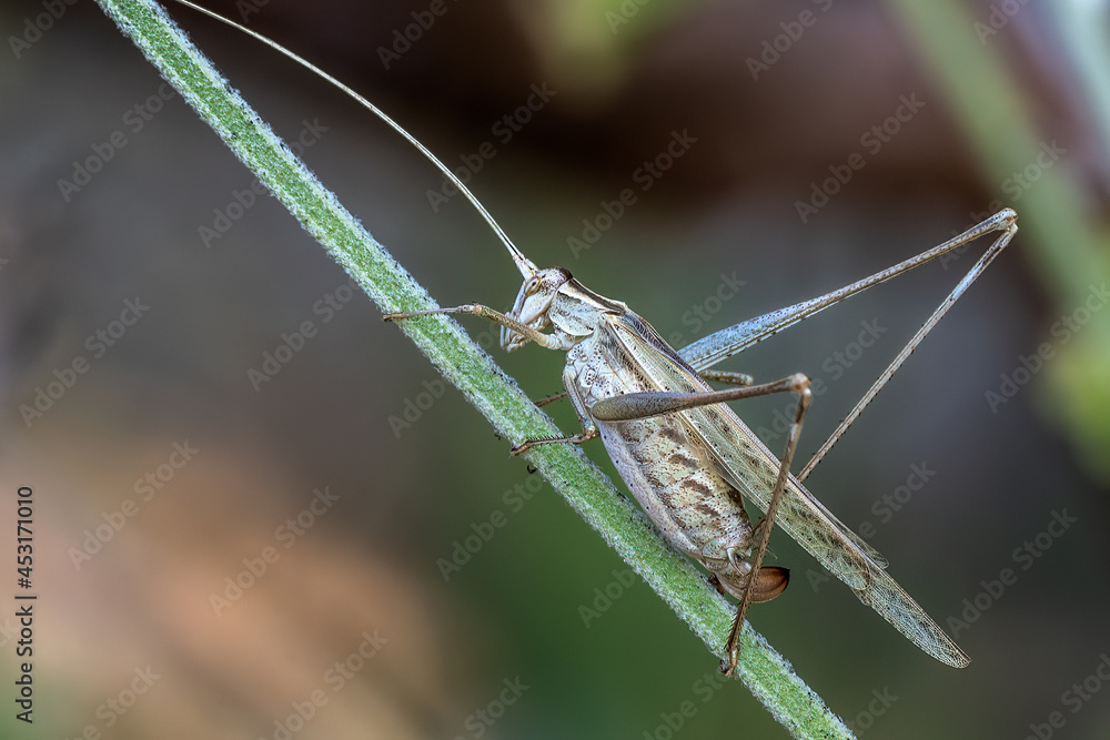 Lily (White Sickle) Bush-Cricket (Tylopsis lilifolia) Lily (White Sickle) Bush-Cricket (Tylopsis lilifolia)