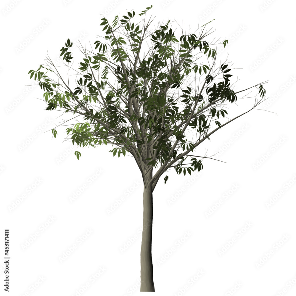 Obraz premium tree