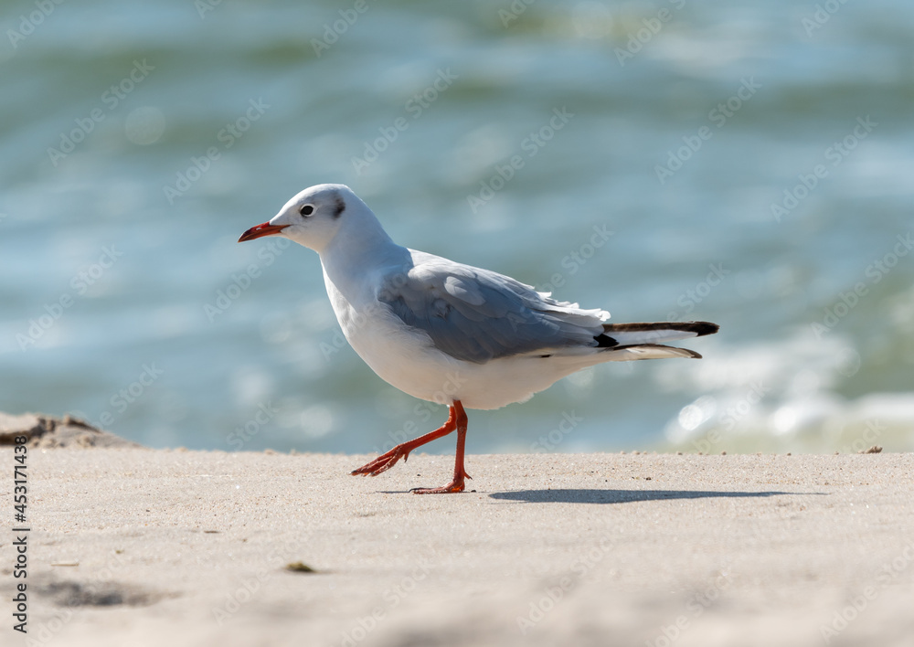 mewa spaceruje po plaży na tle morza mewa spaceruje po plaży na tle morza