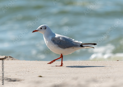 mewa spaceruje po plaży na tle morza