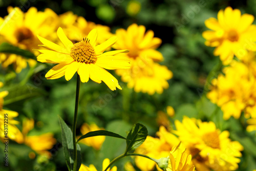 there are many yellow heliopsis flowers on a green background . medicinal herbs used in medicine