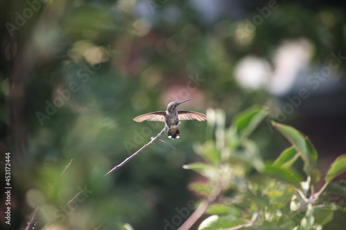 Fledgling Hummingbird Perched on a Brach and Flexing its Wings
