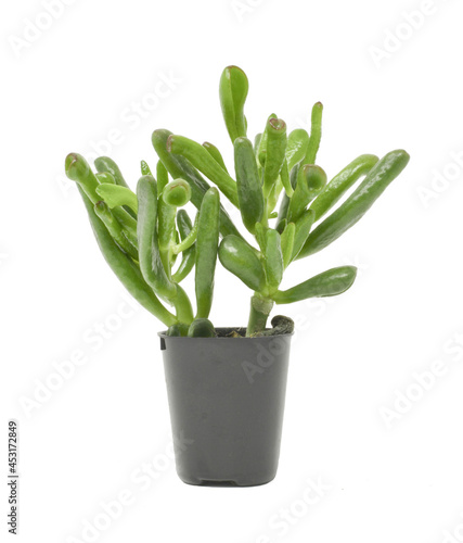 tolstyanka flower interior succulent isolated on a white background
