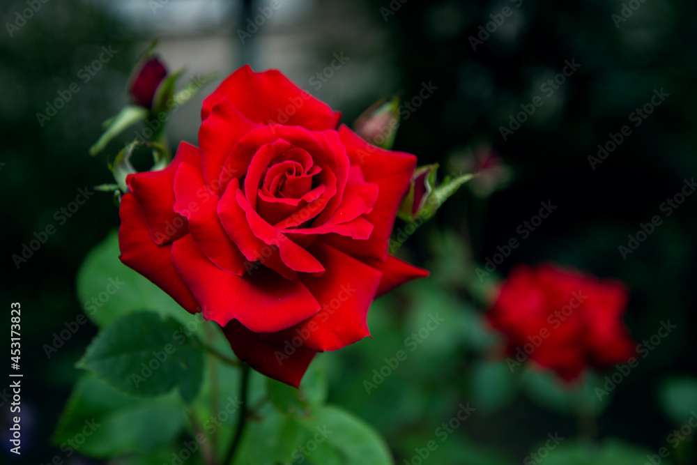 Blooming red rose. Spring background for postcards. Blooming red rose. Spring background for postcards.