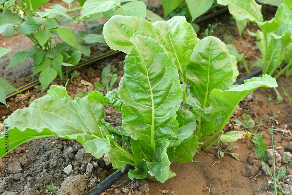 fresh and organic chard plant,chard leaves, fresh and organic chard plant,chard leaves,