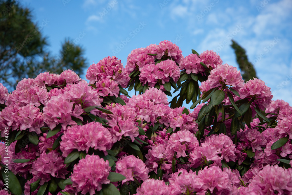 Bright and beautiful pink flowers. Blooming flower bed. Spring background. Bright and beautiful pink flowers. Blooming flower bed. Spring background.