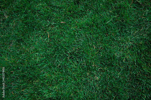 Bright green lawn. Grass texture.