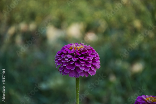 purple flower in the garden