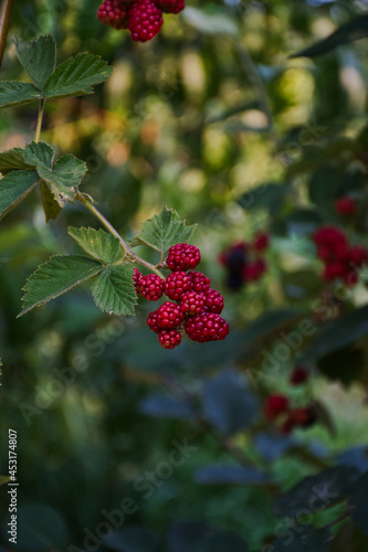 red berries on the tree
