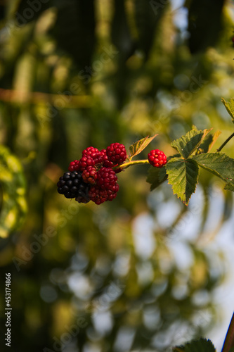 red berries on the tree