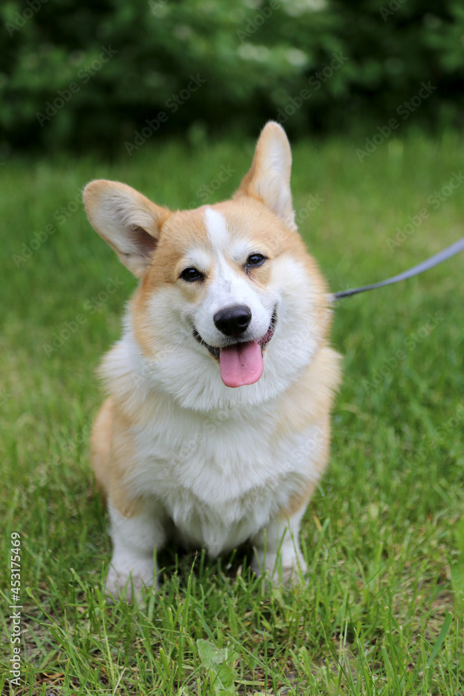 Welsh Corgi dog is sitting on the green grass.