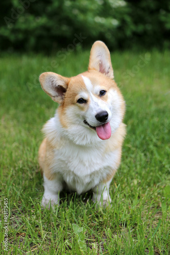 Welsh Corgi dog is sitting on the green grass.