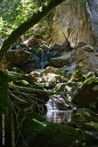 river in the forest