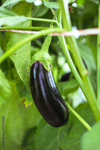 Eggplant on a branch in a greenhouse