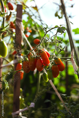 Ripe red tomatoes on the branches in the greenhouse