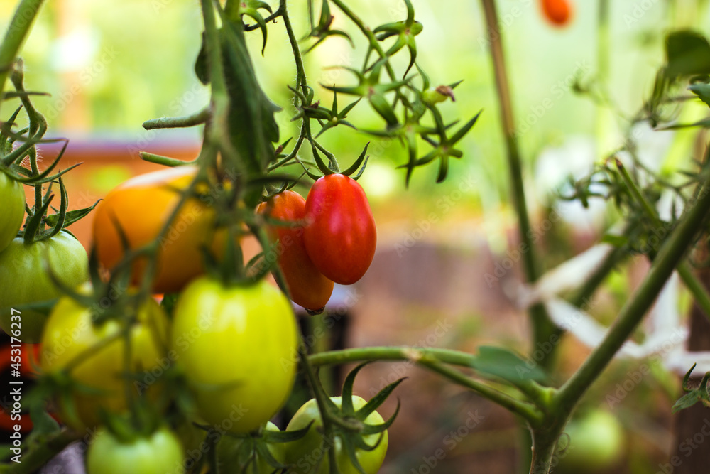 Ripe red tomatoes on the branches in the greenhouse