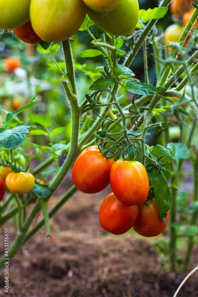Ripe red tomatoes on the branches in the greenhouse