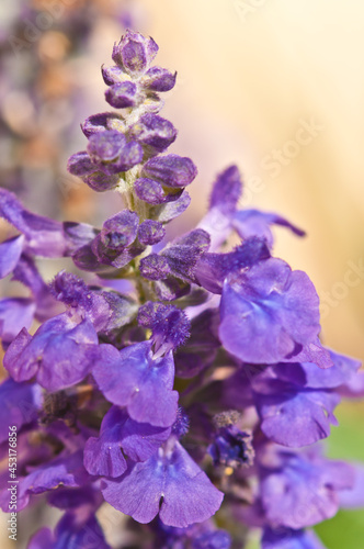 front view  very  close distance of a purple salvia plant with it s many flowers blooming