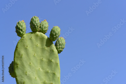 Close up of a green prickly pear cactus with prickly pears on top, against a blue sky with room for text