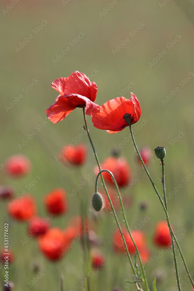 Naklejka premium red poppy in a field