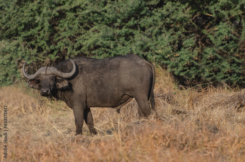 Cape Buffalo in the Wild, Botswana Cape Buffalo in the Wild, Botswana