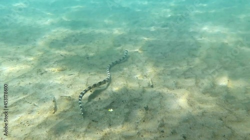 Wallpaper Mural Snake fish in the bottom in the coral reef in the Bali Island Indonesia. Torontodigital.ca