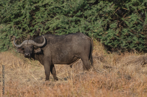 Cape Buffalo in the Wild  Botswana