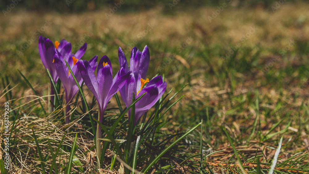 Spring crocuses in the Tatra National Park Spring crocuses in the Tatra National Park