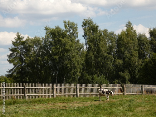 Rural landscape with wooden fence and black and white cow, Kashubia, Pomorskie Province, Poland