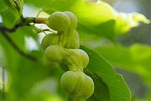 Magnolia kobus fruits on a tree, close-up