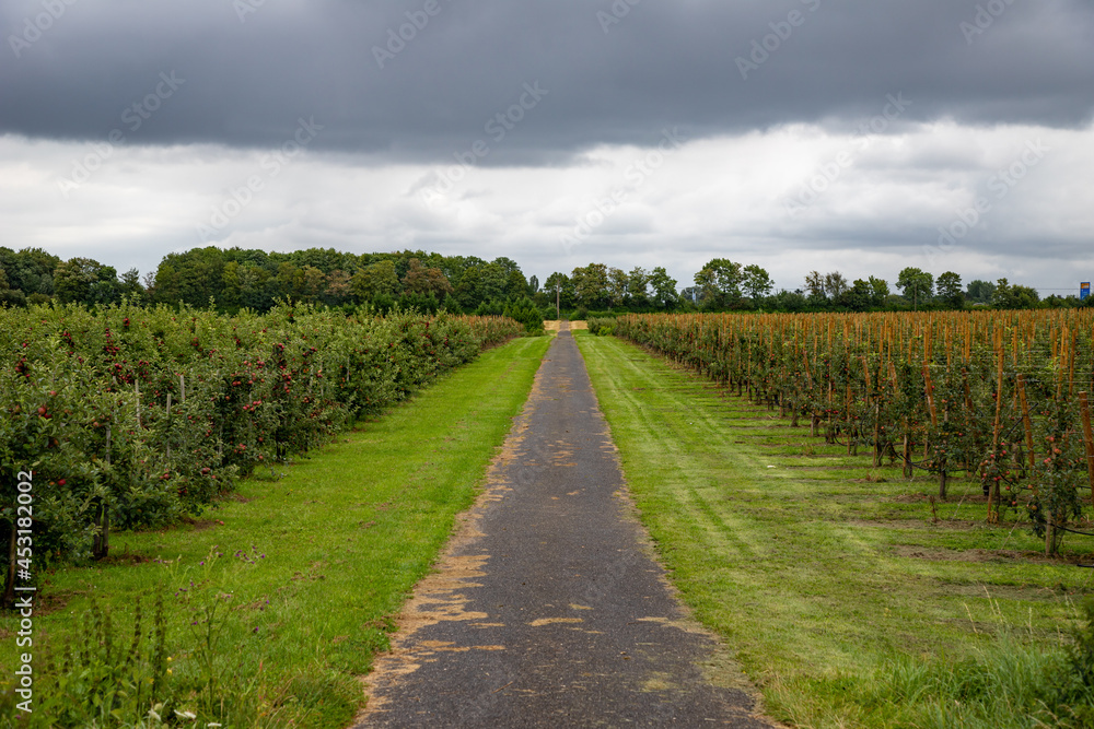 apple plantation for red apples, view in a way in the plantation