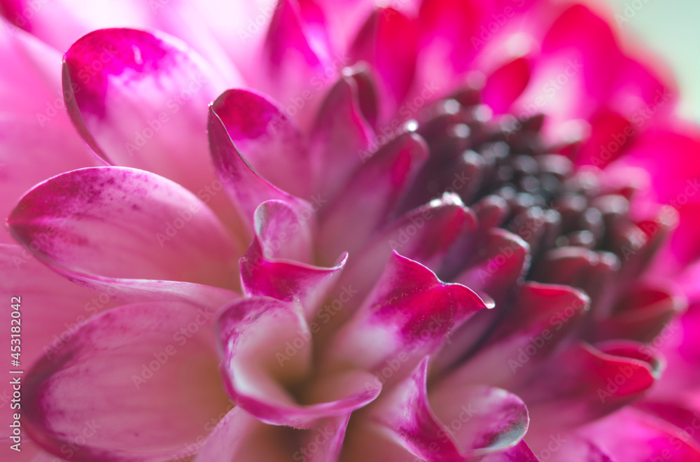 Pink dahlia flowerleaves close up photo 
