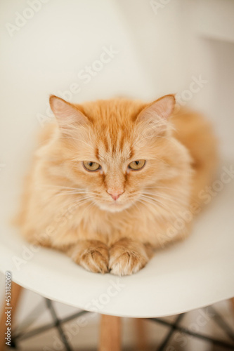 Orange cat at home on white background