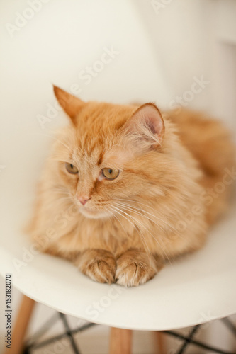 Orange cat at home on white background © Dina