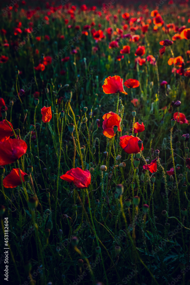 Obraz premium Poppy field at sunset with beautiful red flowers backlit by setting sun.