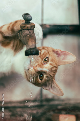 gatito tomando agua en un grifo