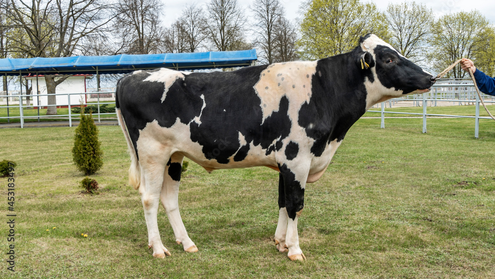 Bull-producer in the show rack. Images for the agricultural catalog. Production of sperm for insemination of cows. Agriculture business concept.