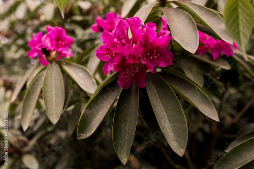 rododendrony